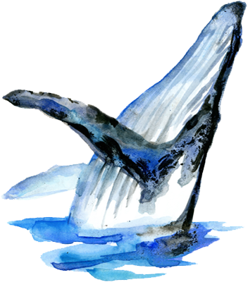This image has an empty alt attribute; its file name is Only-New-Whale-1.png